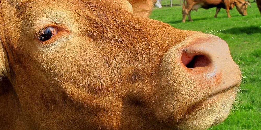 The Number of Beef Cows in the U.S. Drops to the Lowest Level Since 1962 as the Global Food Crisis Intensifies